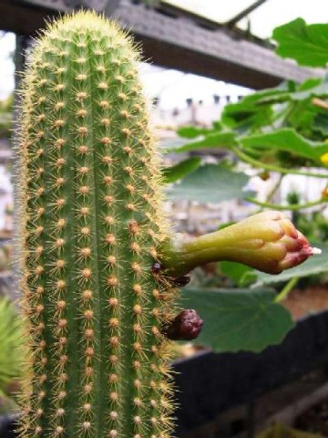 Pilosocereus_gaturianensis